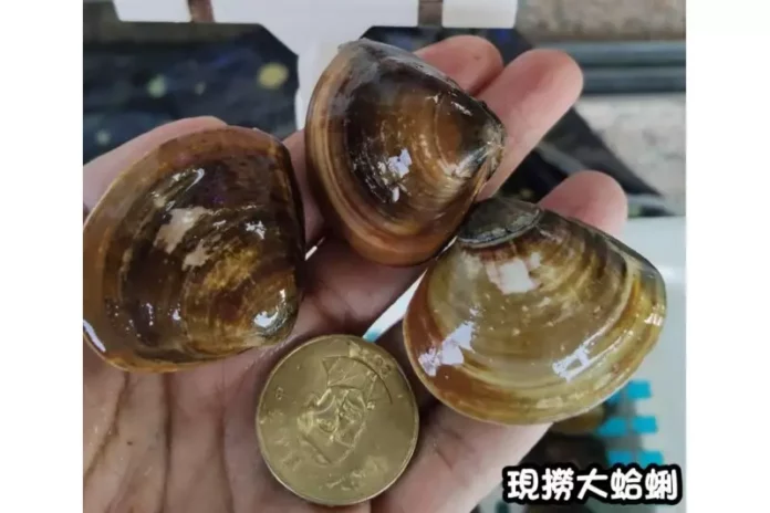 嘉義海鮮宅配團購