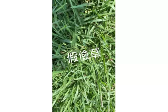 彰化草皮