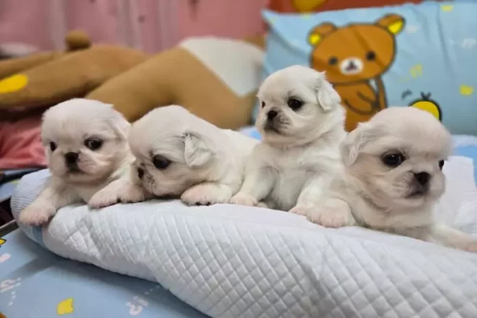 中部犬舍