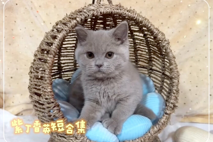 新北中和幼貓專賣店