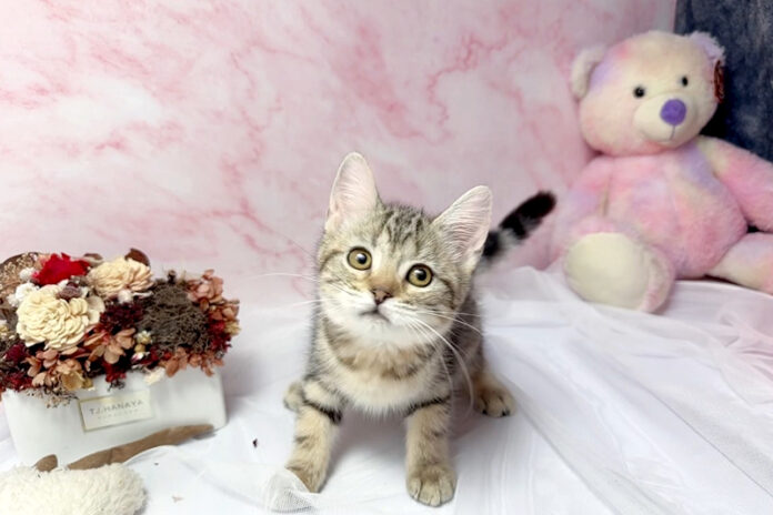 新北中和幼貓專賣店