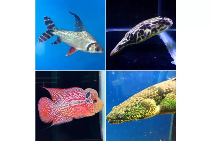 高雄水族館推薦