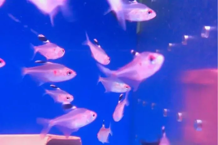 台北水族館首選