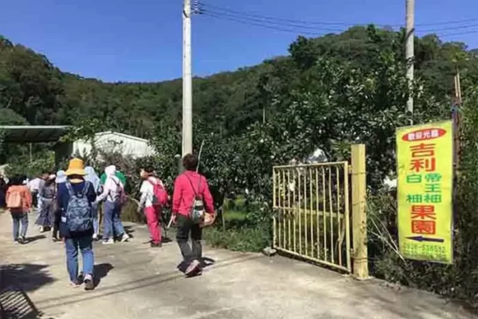 苗栗苑裡觀光果園