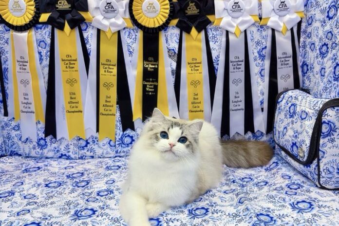 CFA布偶貓專業繁育貓舍推薦