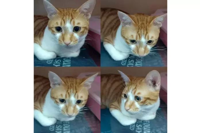 板橋領養流浪貓