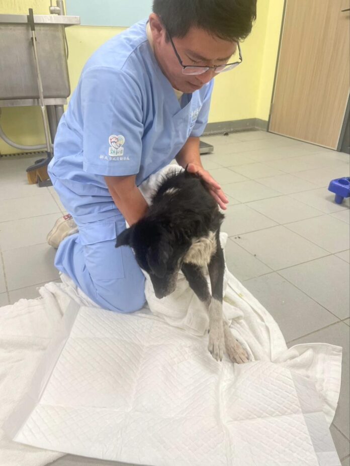 新北動保處人道助動物遠離病痛,毛寶貝安寧走過生命最後一程