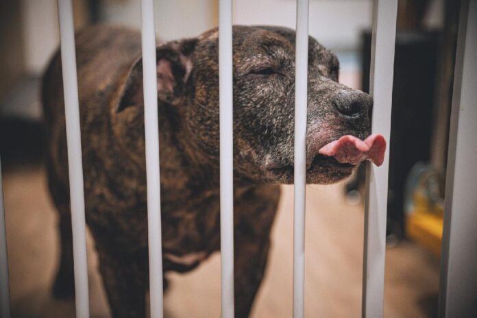 比特犬攻擊事件引關注 新北動保處啟動專案訪查加強飼主輔導