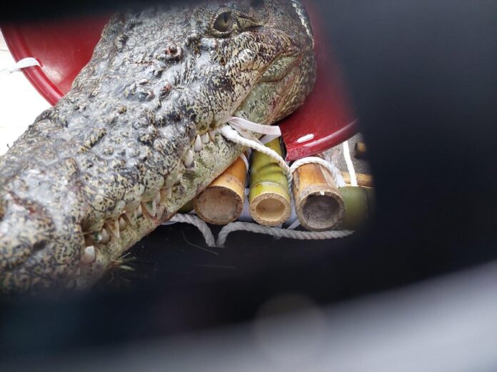 嘉義飼主載河口鱷北上抗議農業部禁養令 動保處緊急應變 鱷魚安全返家