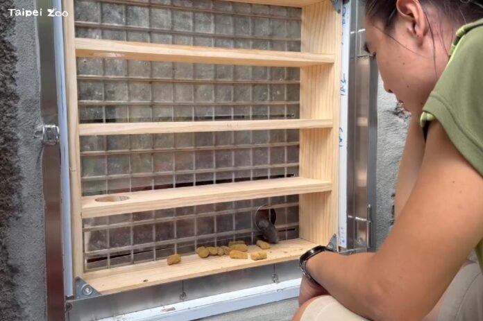 褐狐猴專屬天然防蚊液 勇奪動物行豐比賽冠軍