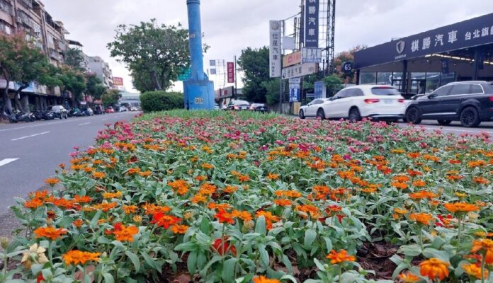 開車行路好心情 百日草點亮台北分隔島