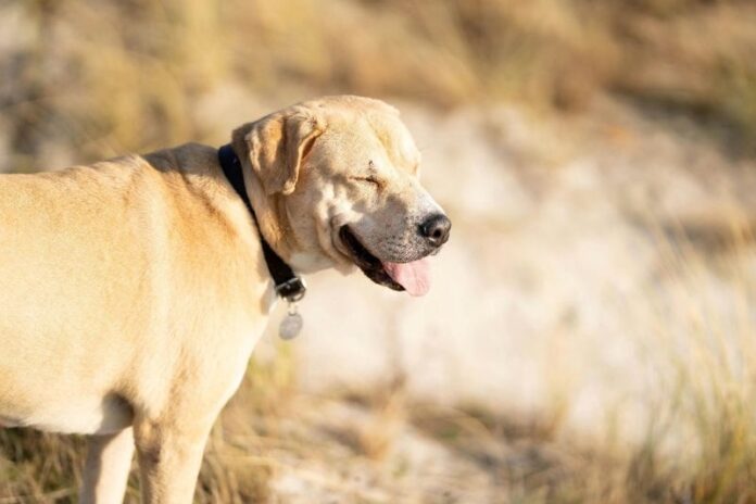 寵物保健食品製造
