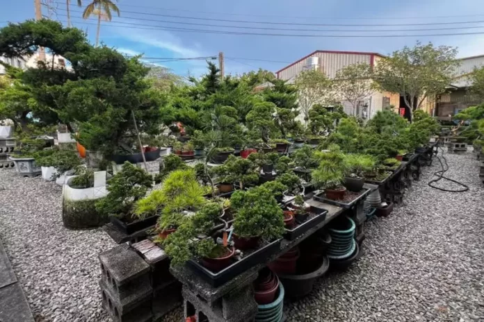 台中豐原盆栽店