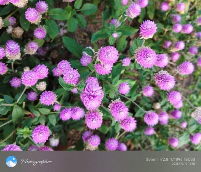 小名圓仔花 千日紅遠觀近看兩相宜