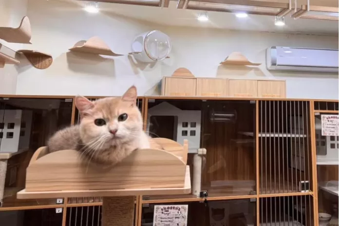 桃園寵物店推薦