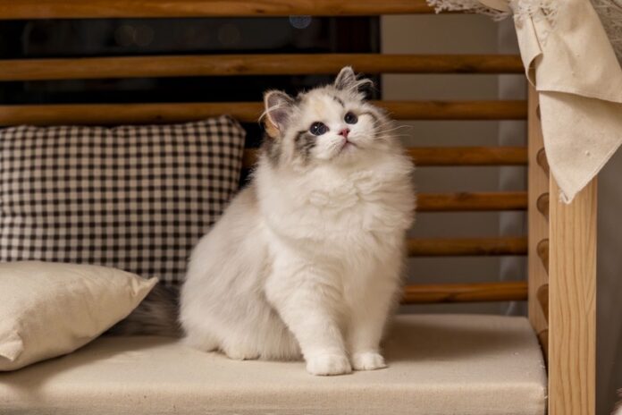 新北汐止布偶貓推薦