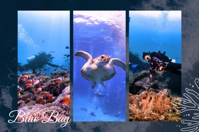 新竹東區潛水教學課程推薦