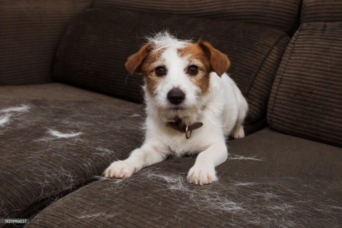 寵物保健食品製造
